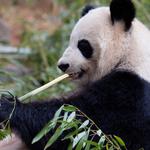 Zoo Atlanta