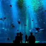 Two Oceans Aquarium