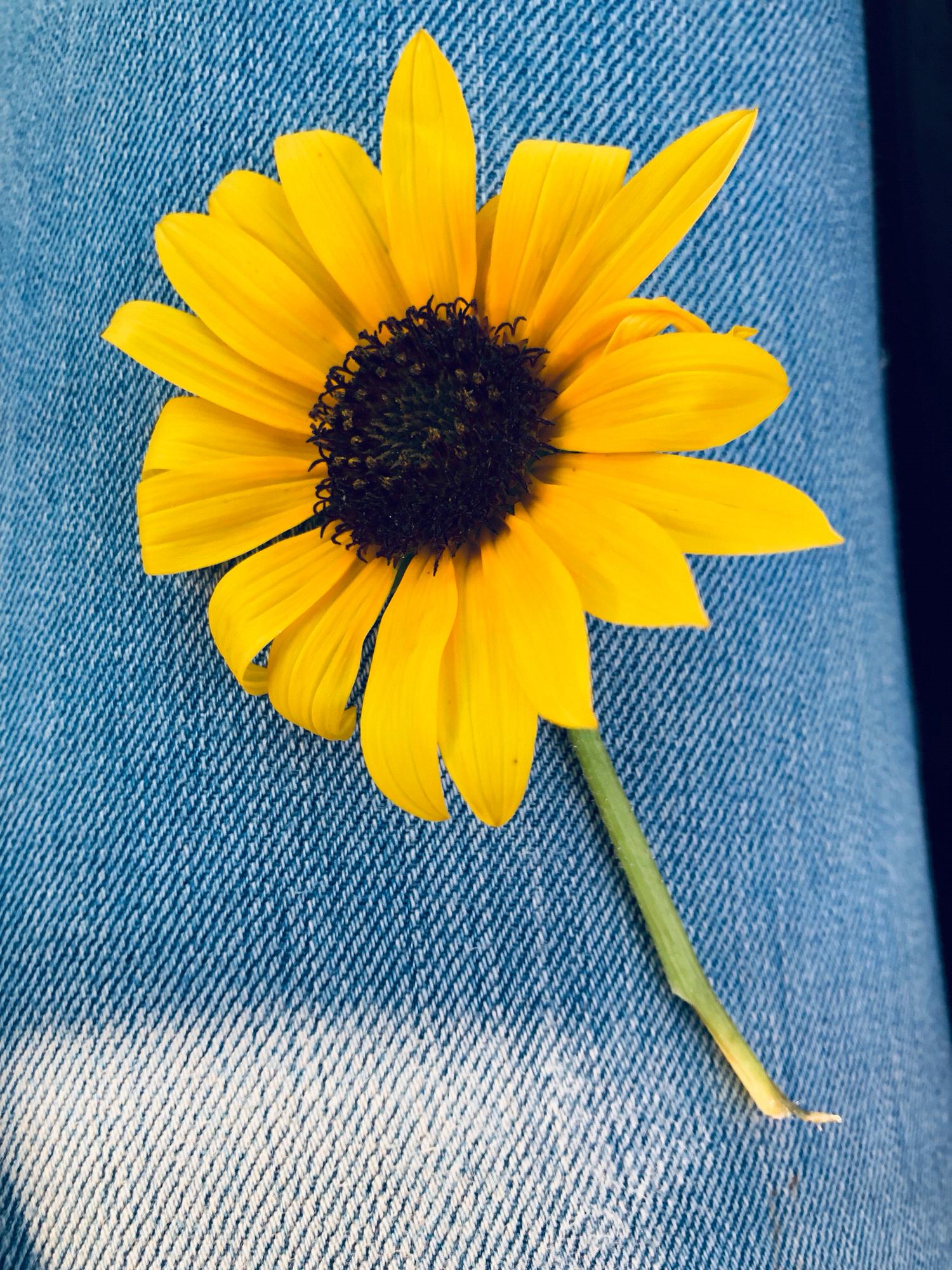 My camera roll is filled with pictures of flowers that Mark will pick for me. I absolutely love how he stops in the middle of the road to pick me some with a grin on his face 
-S
