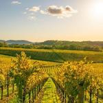 Napa Wineries