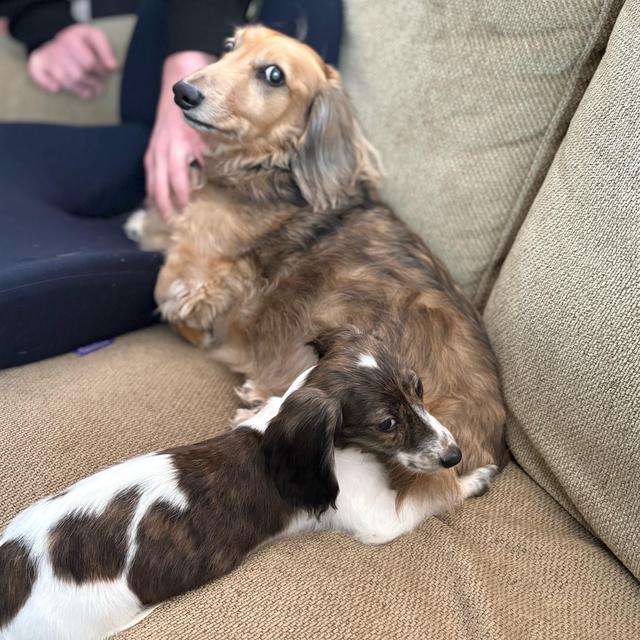Puppy training