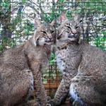 Heard Natural Science Museum & Wildlife Sanctuary