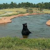 Bear Country