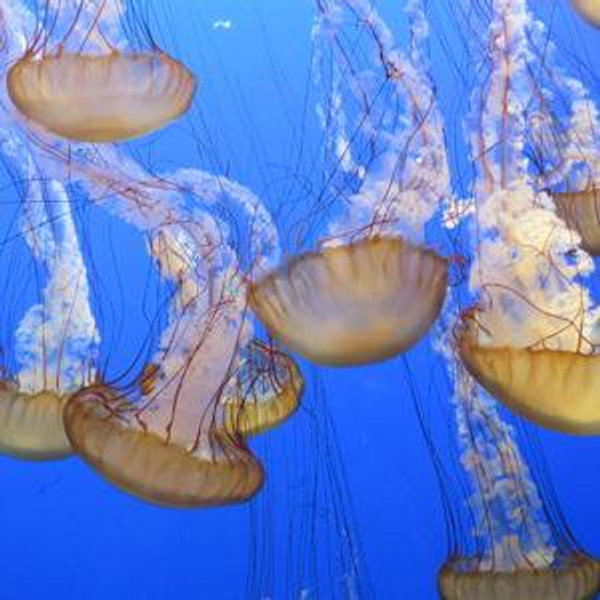 Monterey Bay Aquarium Membership (1yr)
