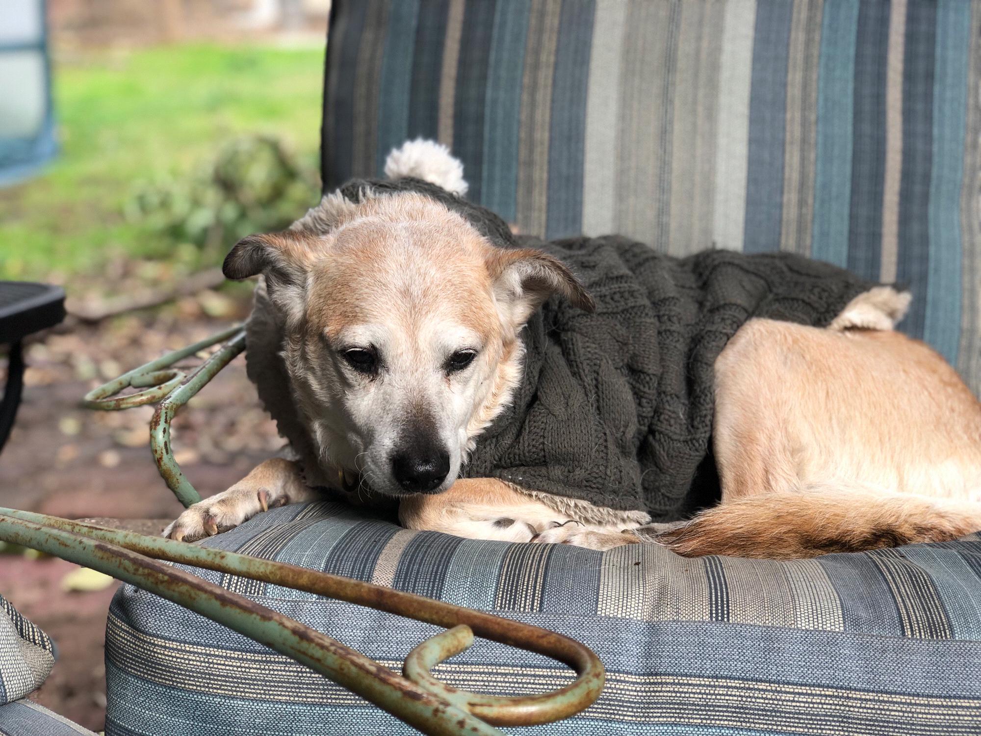 Kiwi chillin on her throne in her sweater like a little lady.