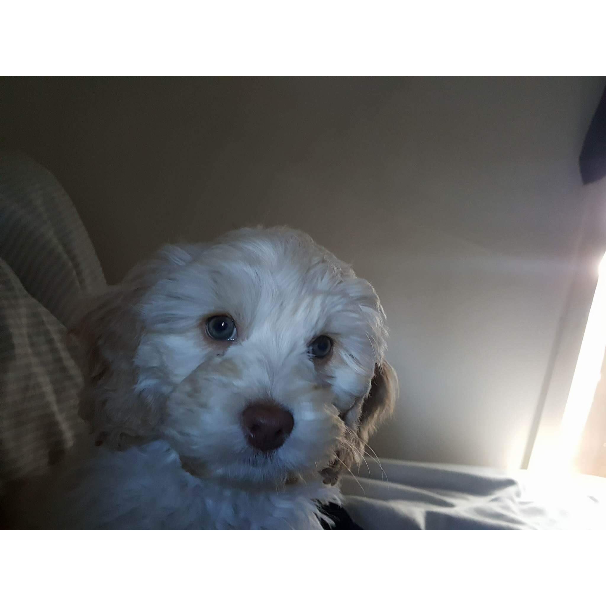 Our sweet pup snow who made us dog parents for the first time