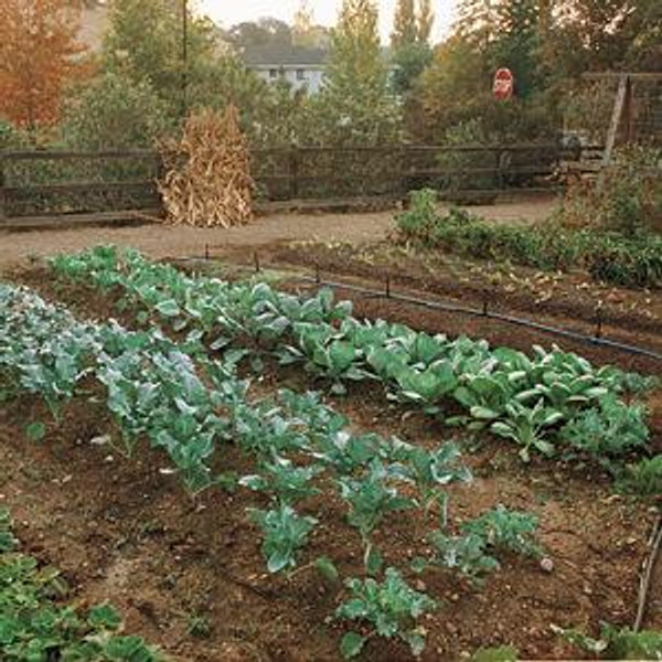 Family Garden