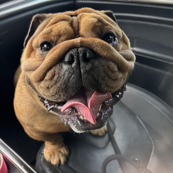 Petsmart Gift Card