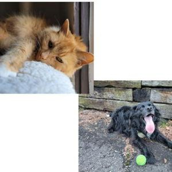 Ella & River's Toys Fund