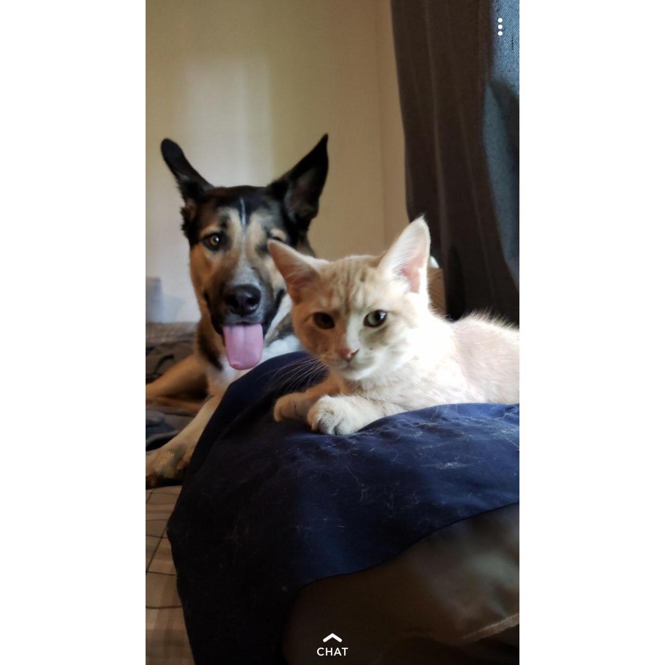 Goose and Apollo!