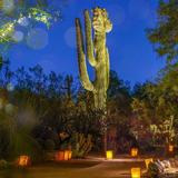 Desert Botanical Garden