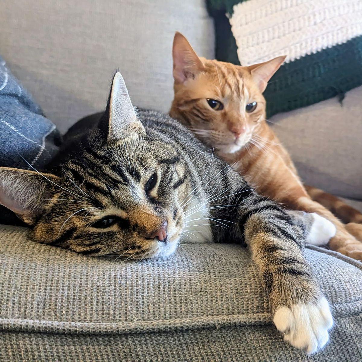 Our perfect children
