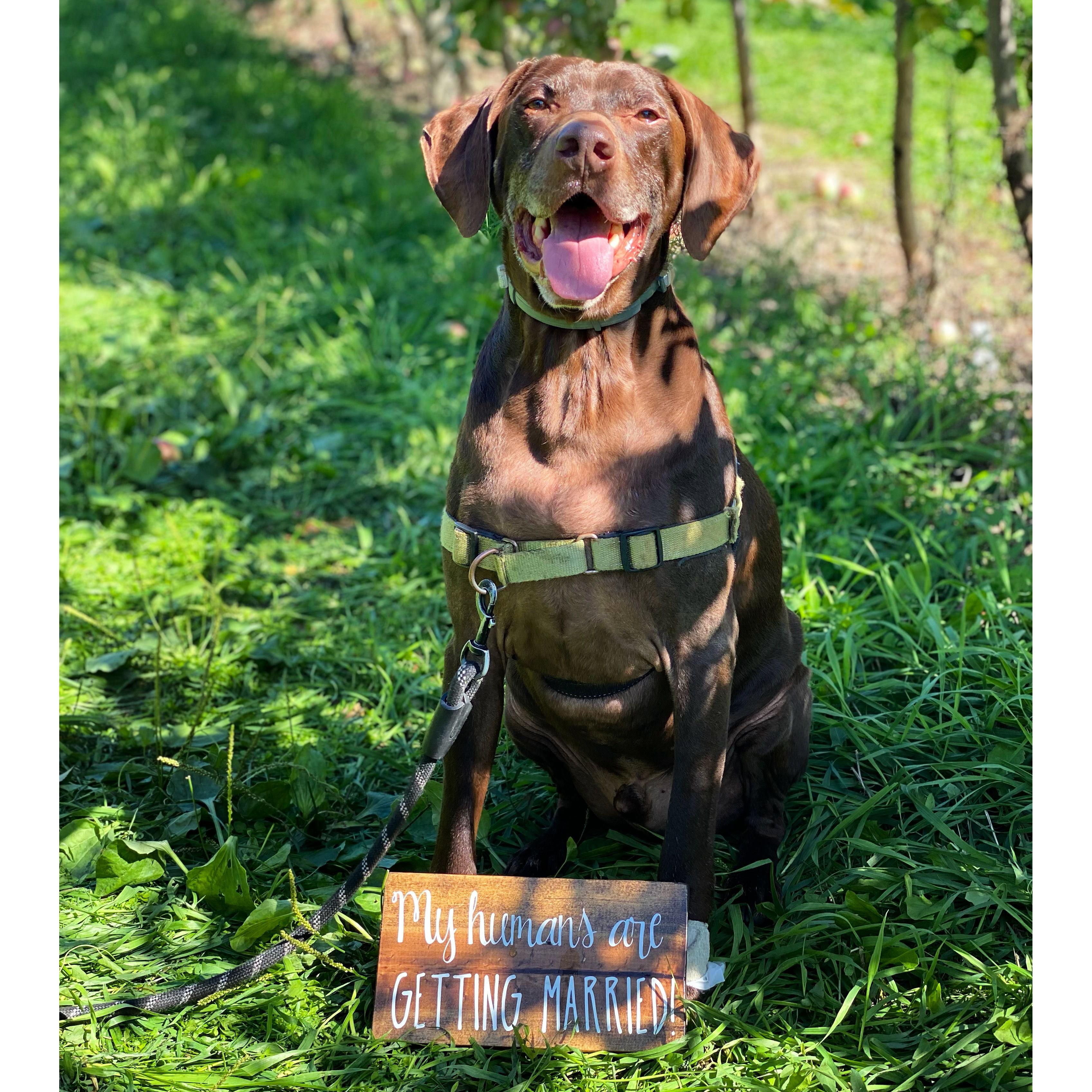 Killian's very happy about his humans getting married