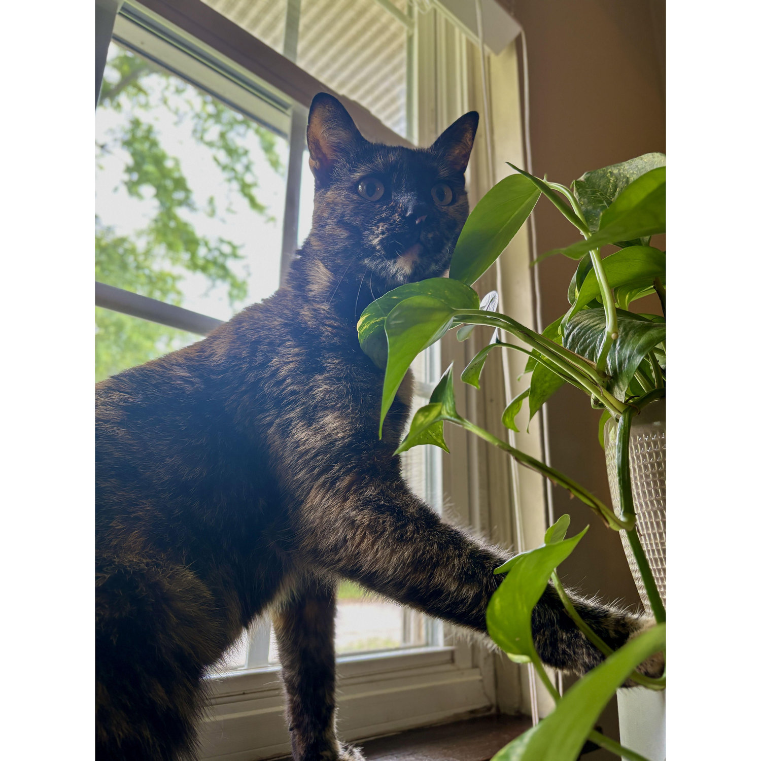 Our feisty feline, Eleanore.