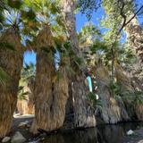 Andreas Canyon Hiking Trail