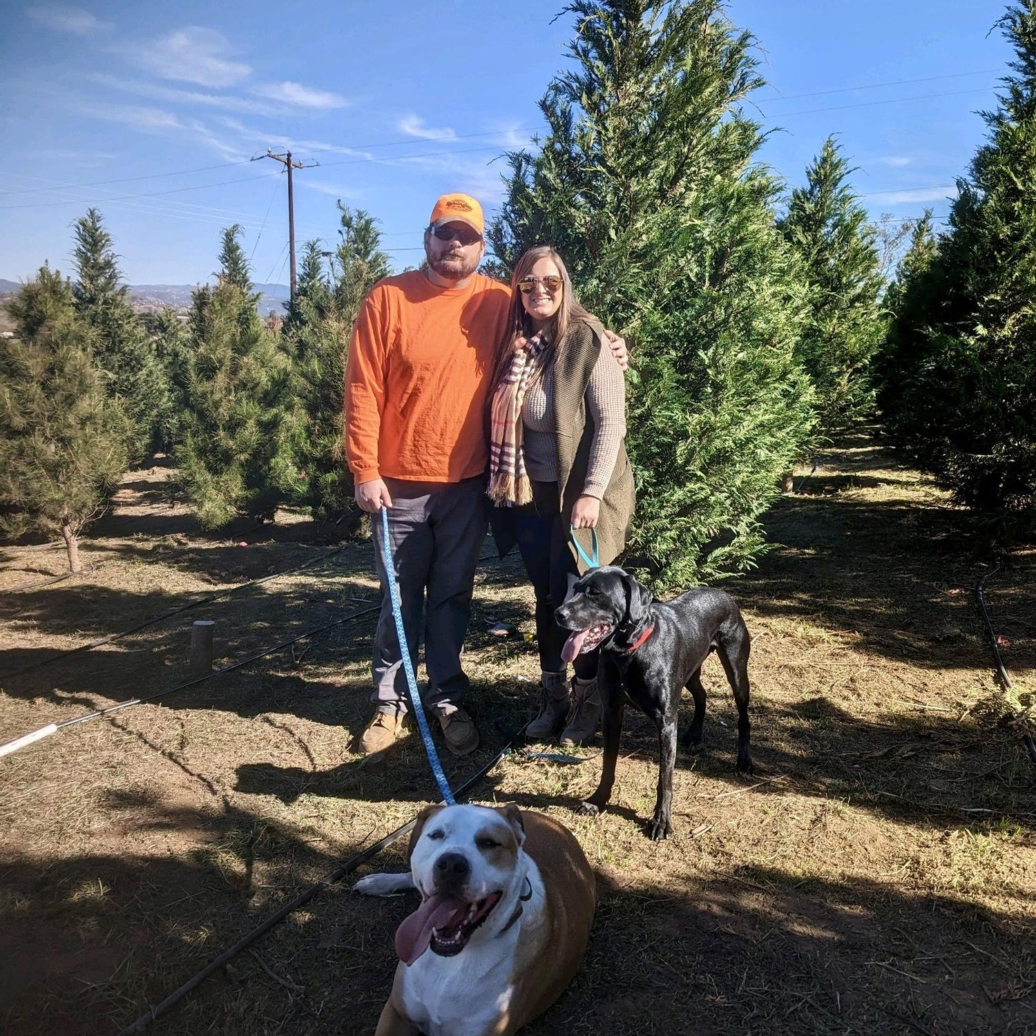 First live Christmas tree
