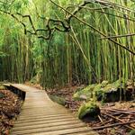 Pipiwai Trail