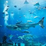 Georgia Aquarium