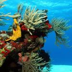 Cozumel