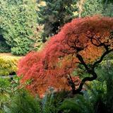 Bainbridge Island- Bloedel Reserve