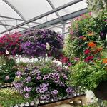 Frenchtown Greenhouse