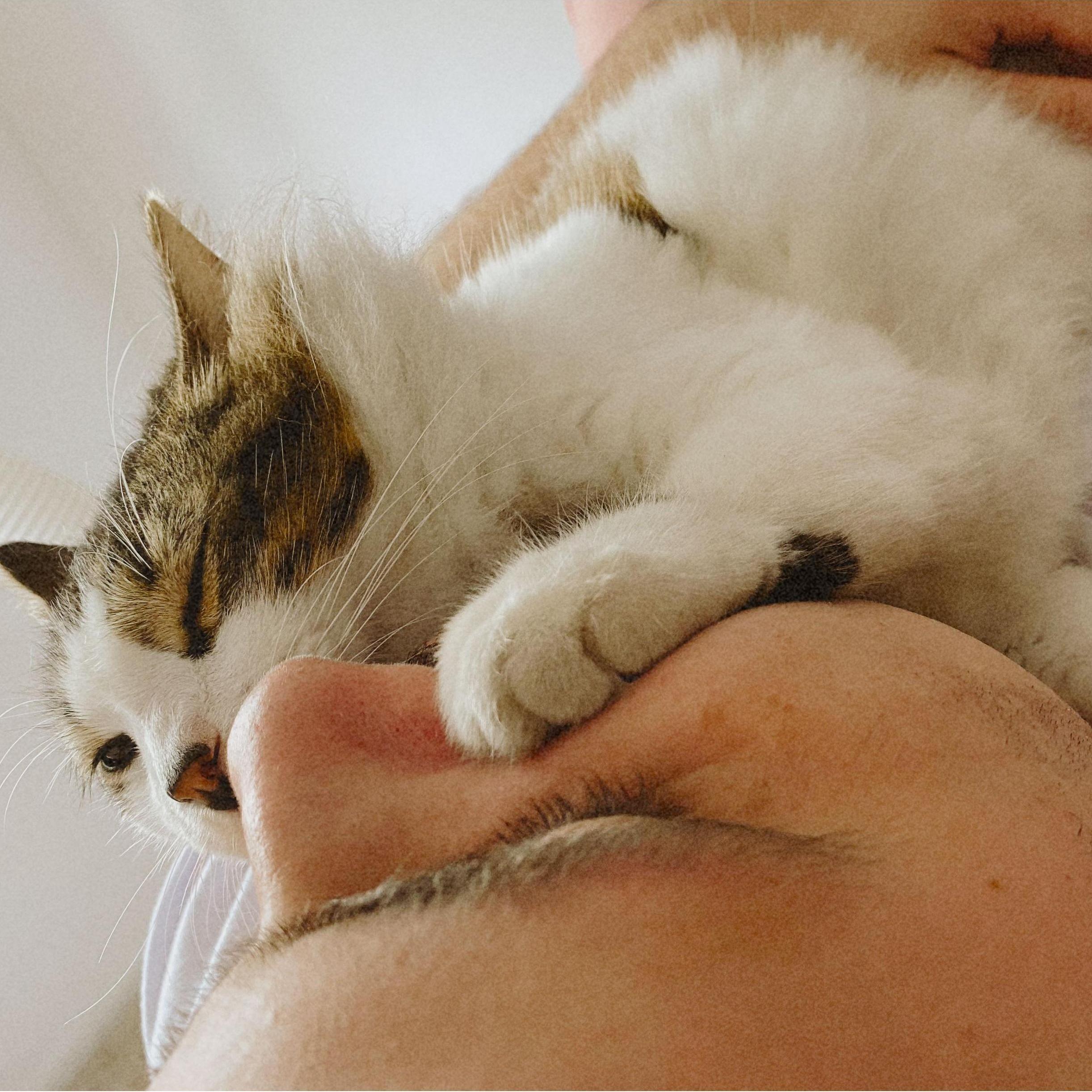 Prefiere al papá y no pretende disimularlo